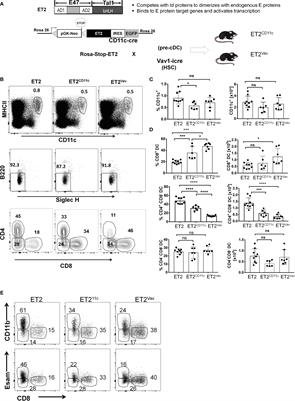 Augmenting E Protein Activity Impairs cDC2 Differentiation at the Pre-cDC Stage